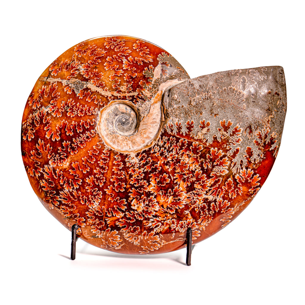 Polished Sutured Ammonite - SOLD 7.14" Cleoniceras