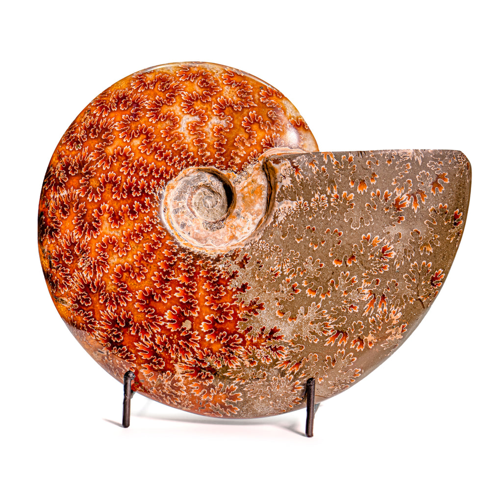 Polished Sutured Ammonite - SOLD 7.16" Cleoniceras