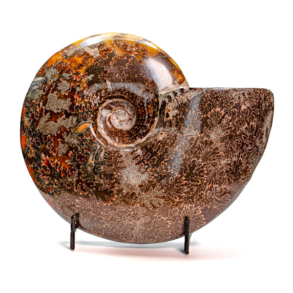 Cleoniceras Ammonites