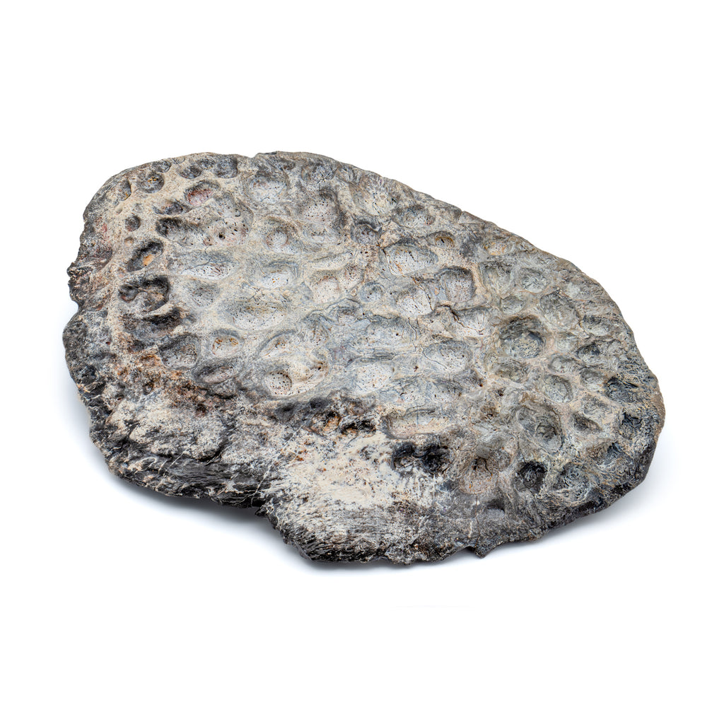 Mega Croc 7.20" Scute - Sarcosuchus Fossil