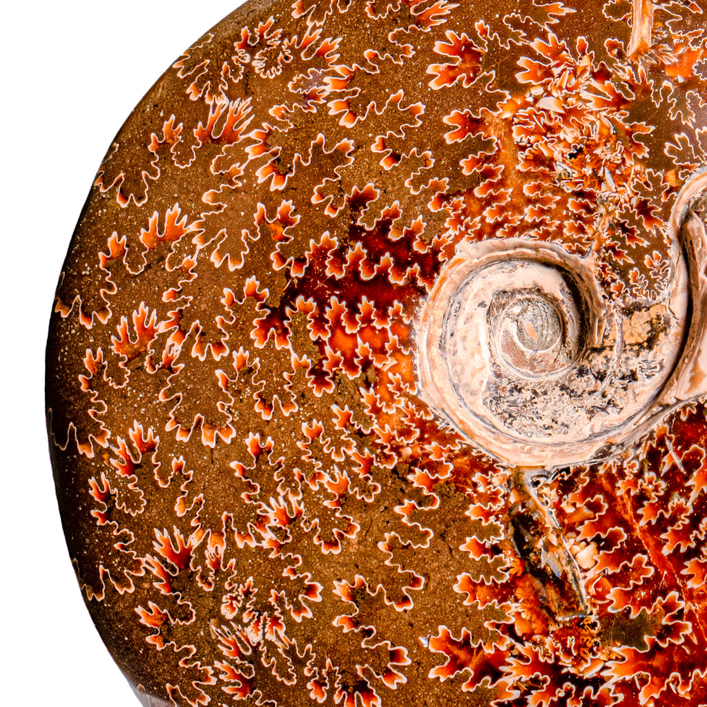 Polished Sutured Ammonite - SOLD 7.27" Cleoniceras
