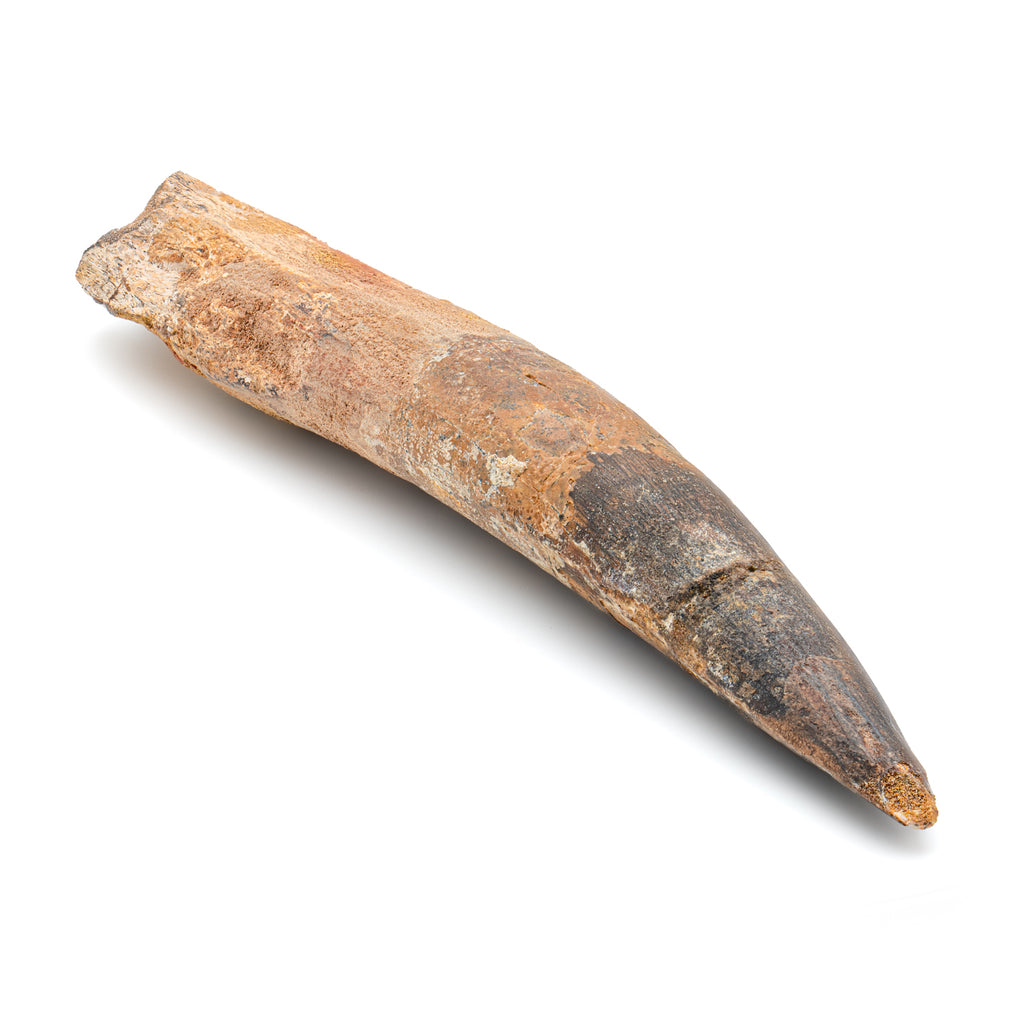 Spinosaurus Tooth - SOLD Beyond XL 7.29"