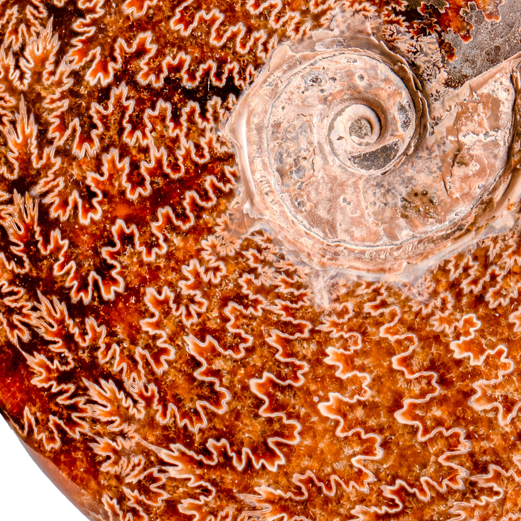 Polished Sutured Ammonite - SOLD 7.32" Cleoniceras