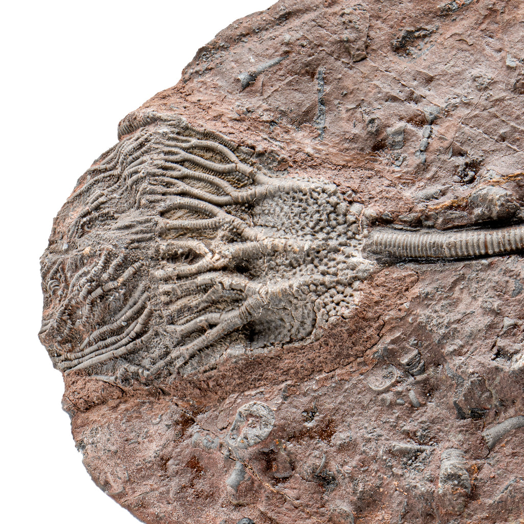 Crinoid