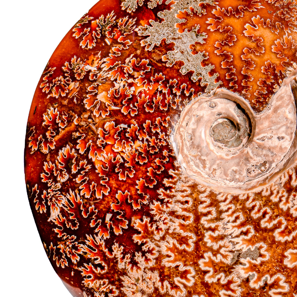 Polished Sutured Ammonite - SOLD 7.40" Cleoniceras