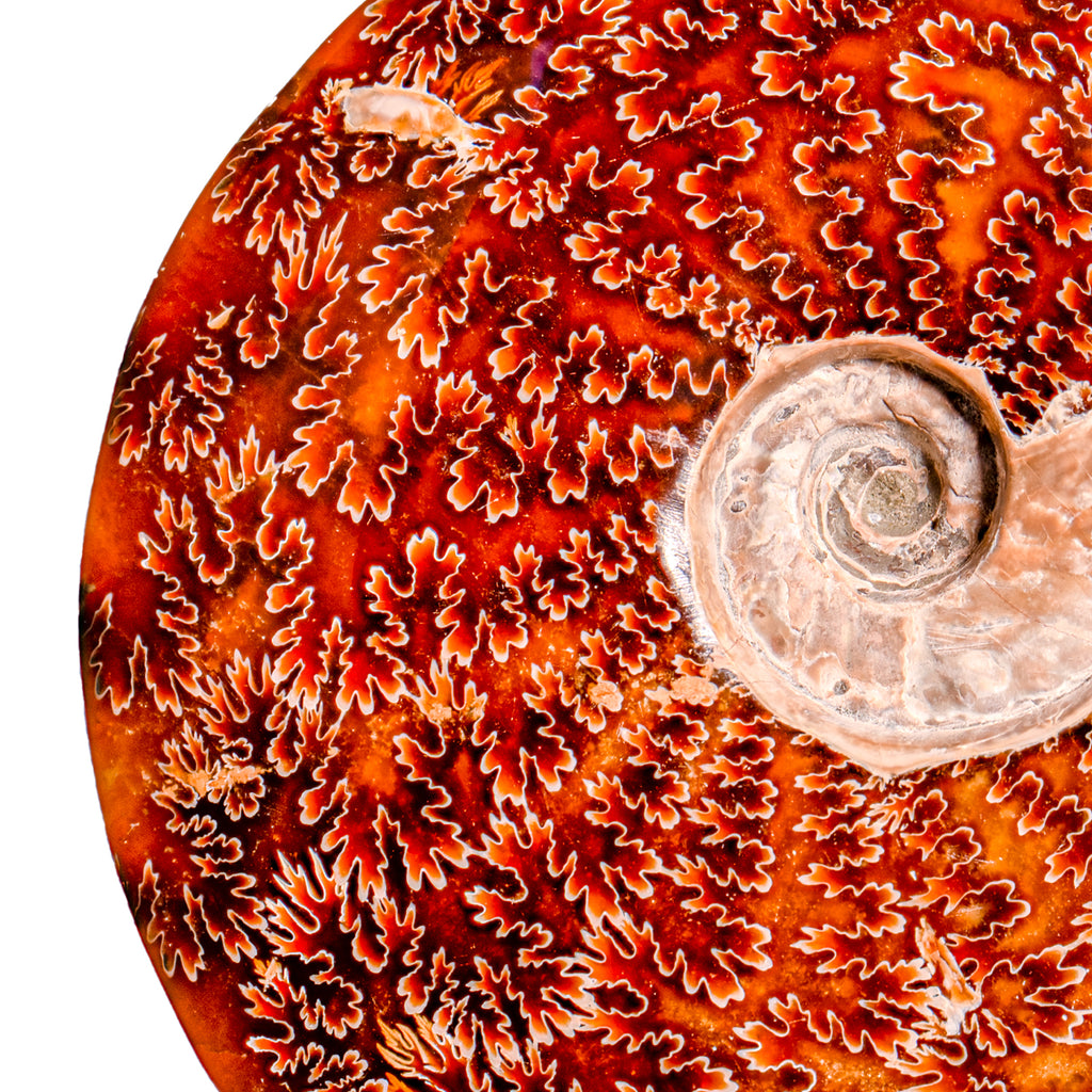 Polished Sutured Ammonite - SOLD 7.41" Cleoniceras