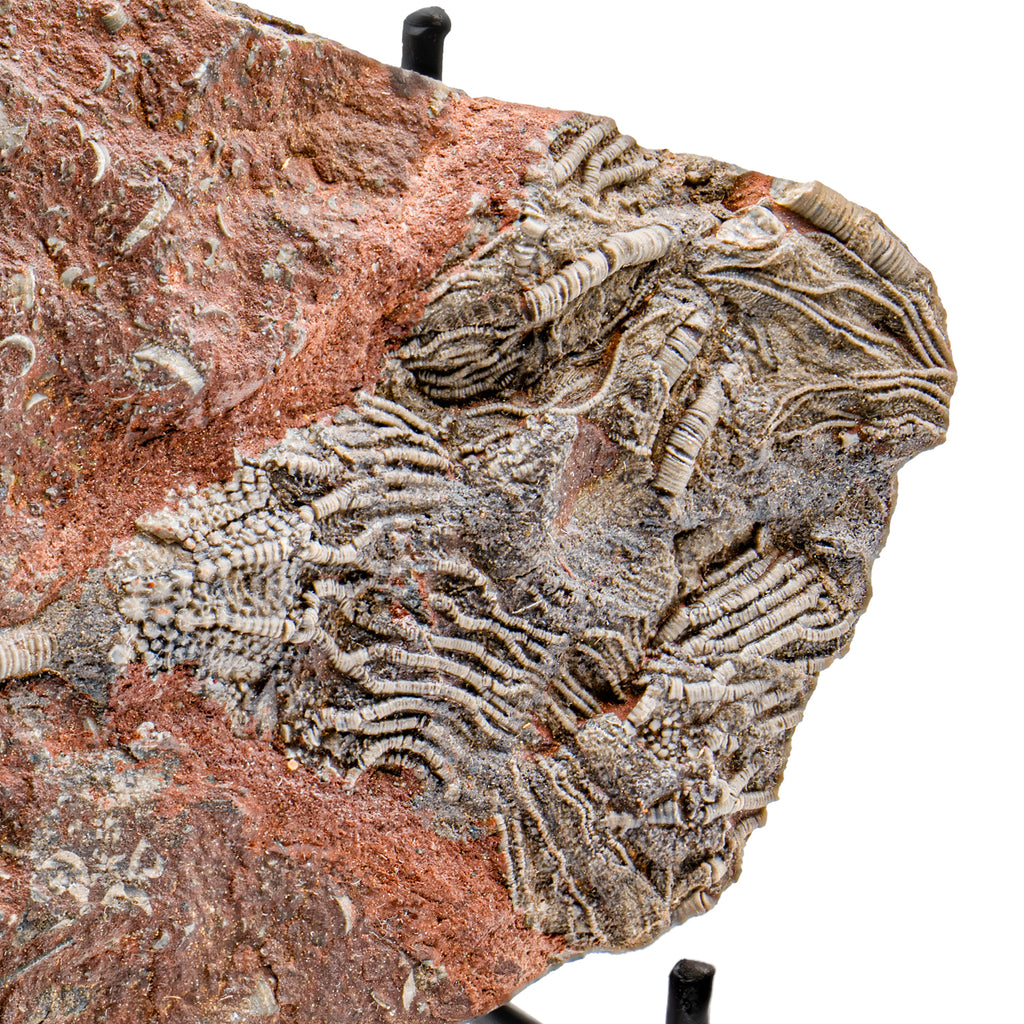 Crinoid Fossil Plate - SOLD 7.56"