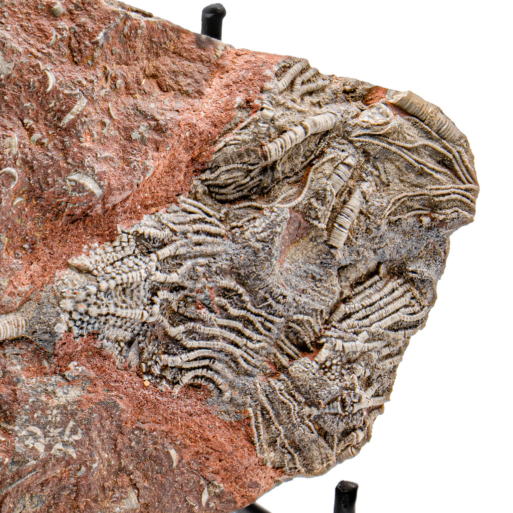 Crinoid