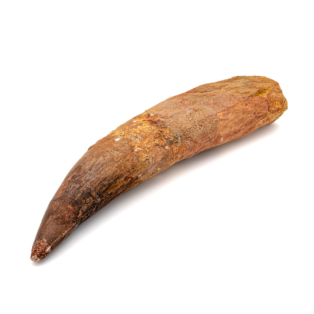Spinosaurus Tooth - SOLD Beyond XL 7.58"