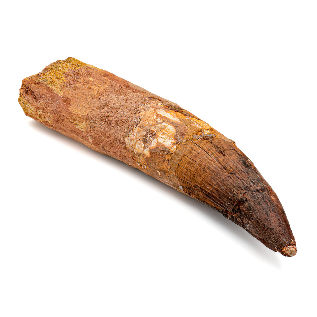Spinosaurus Tooth - SOLD Beyond XL 7.58"