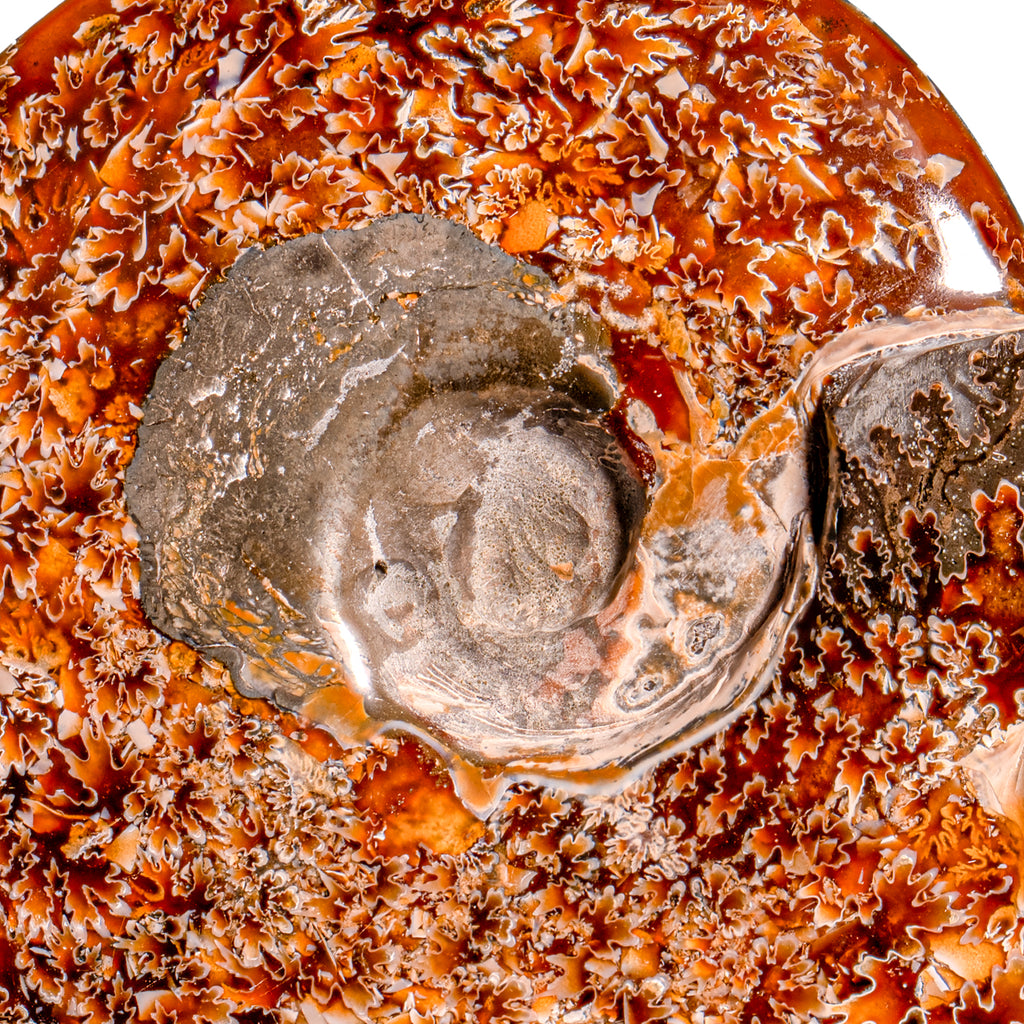 Polished Sutured Ammonite - SOLD 7.64" Cleoniceras