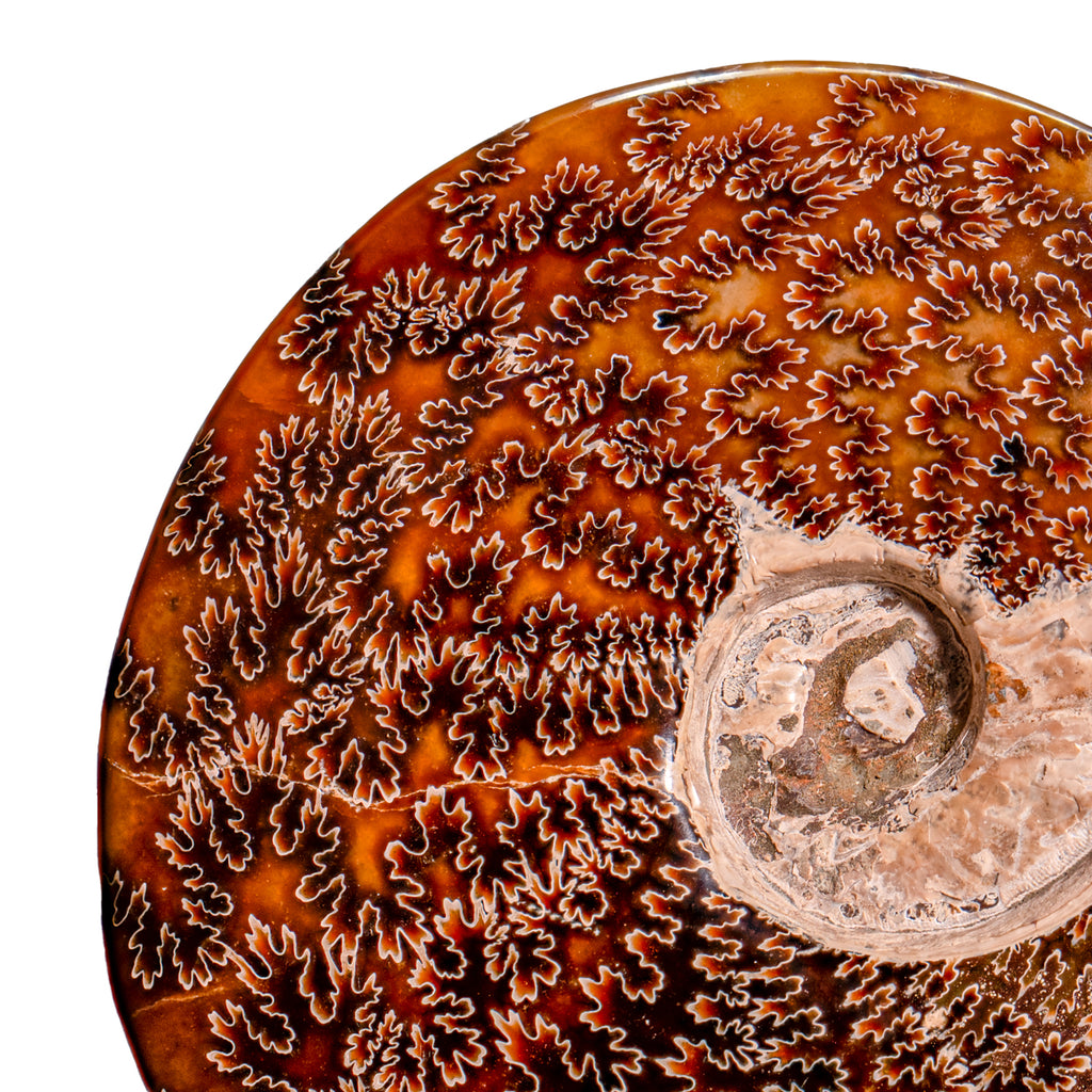 Polished Sutured Ammonite - SOLD 7.80" Cleoniceras