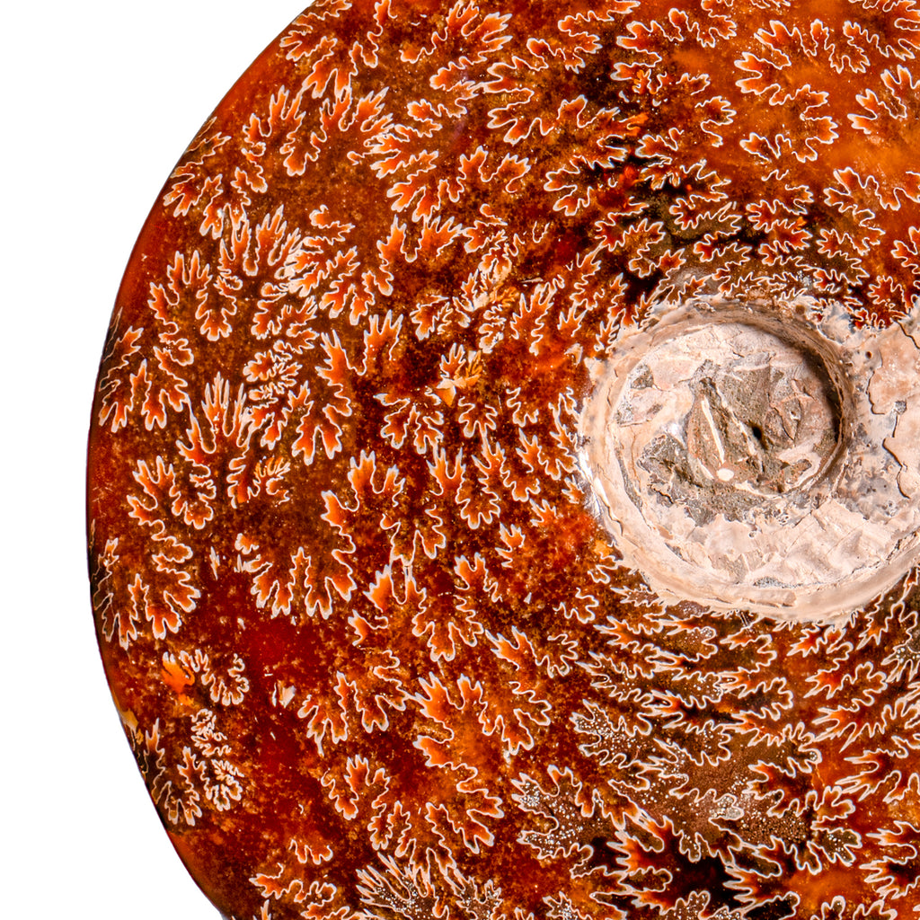 Polished Sutured Ammonite - SOLD 7.90" Cleoniceras