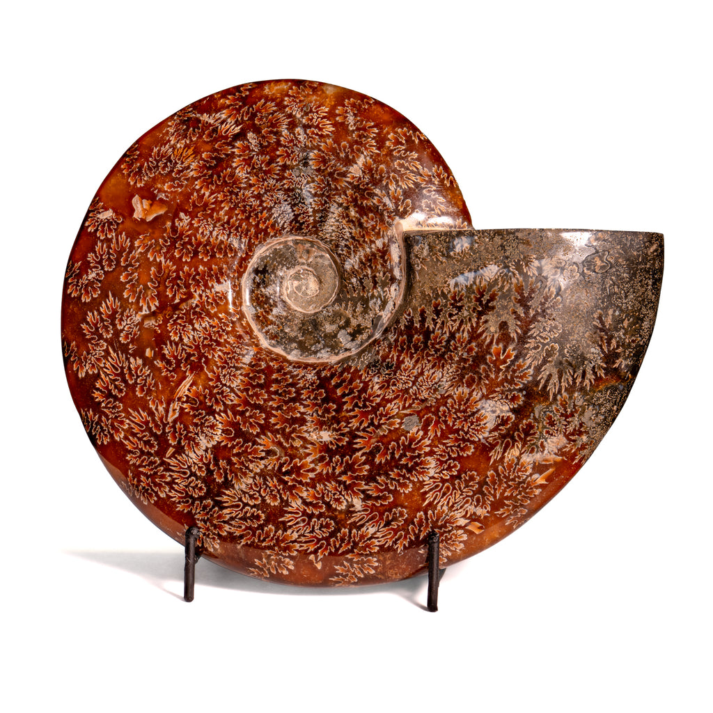 Polished Sutured Ammonite - 7.91" Cleoniceras