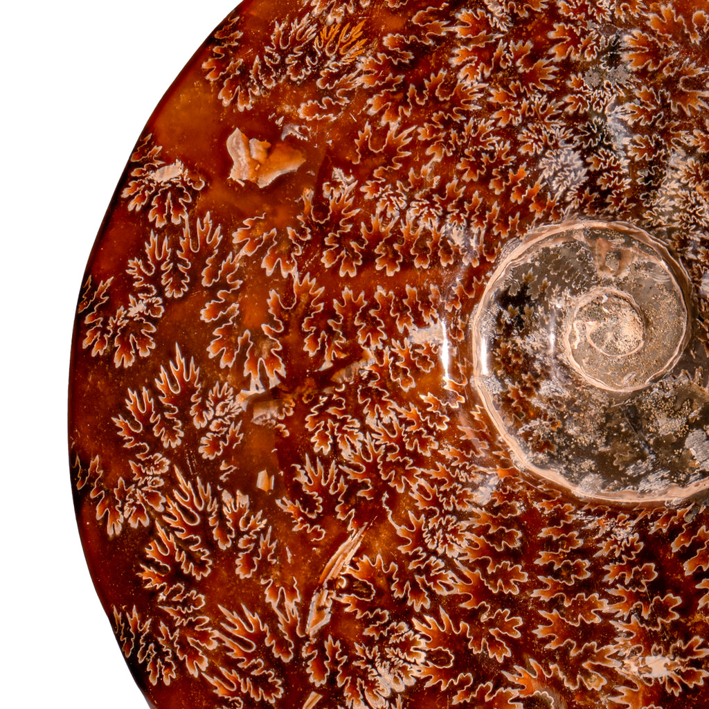 Polished Sutured Ammonite - 7.91" Cleoniceras