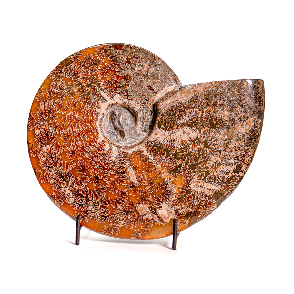 Polished Sutured Ammonite - SOLD 7.93" Cleoniceras