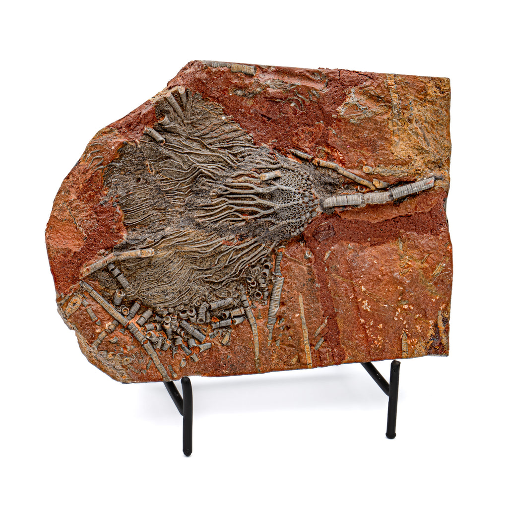Crinoid Fossil Plate - SOLD 7.94"