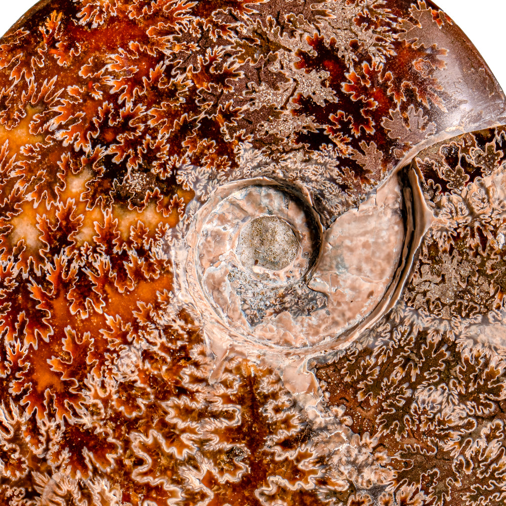 Polished Sutured Ammonite - SOLD 8.04" Cleoniceras