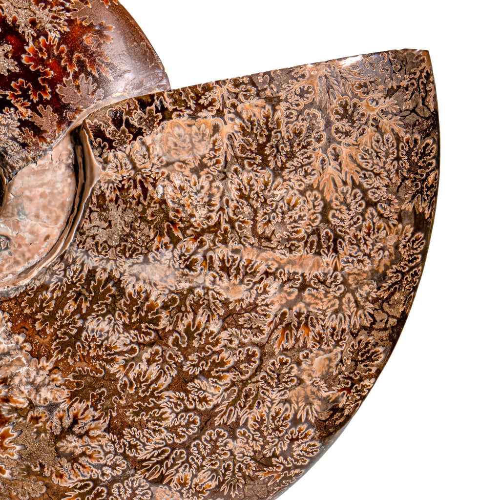 Polished Sutured Ammonite - SOLD 8.04" Cleoniceras