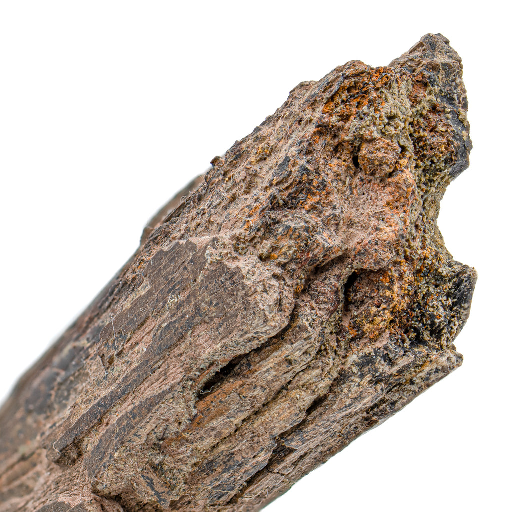 Dromaeosaur Raptor Fossil Rib - SOLD 8.12"