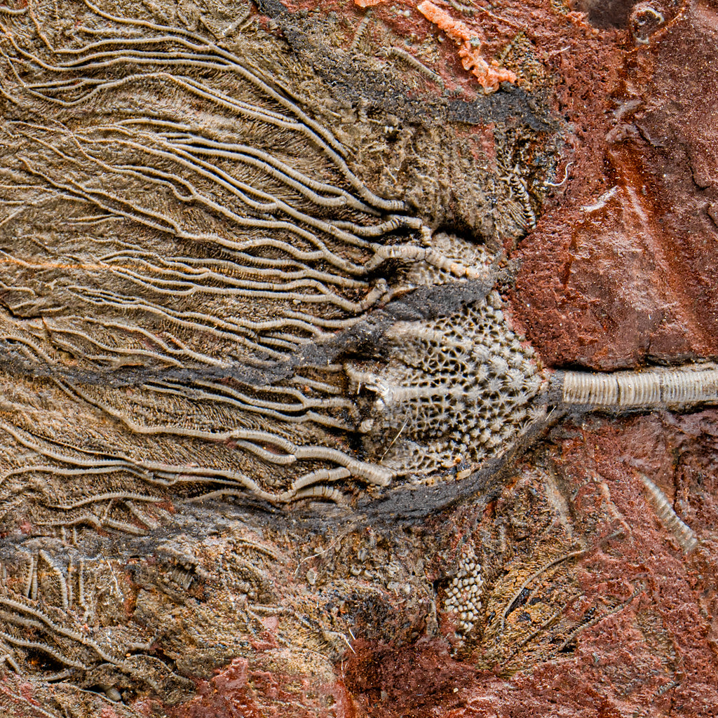 Crinoid Fossil Plate - SOLD 8.27"
