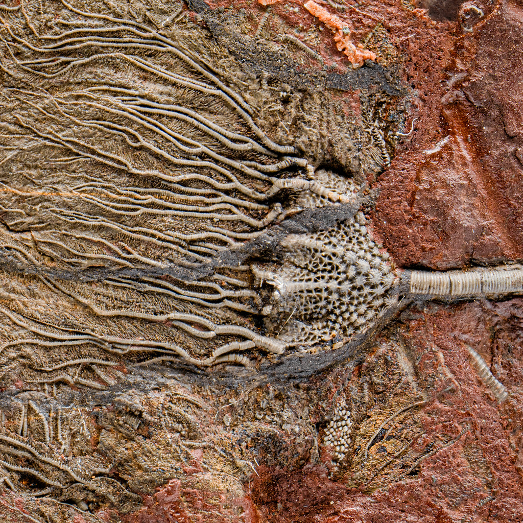 Crinoid