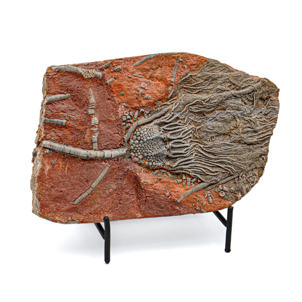 Crinoid Fossil Plate - SOLD 8.29"