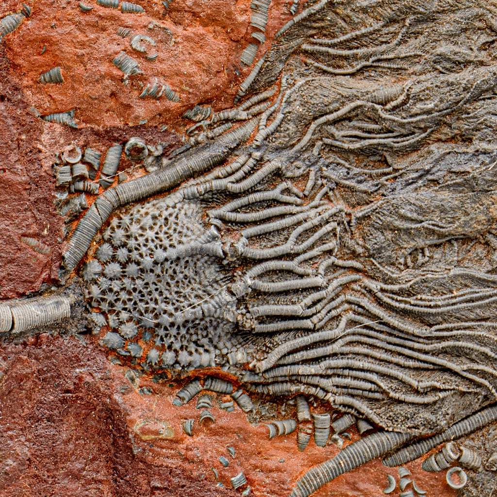 Crinoid