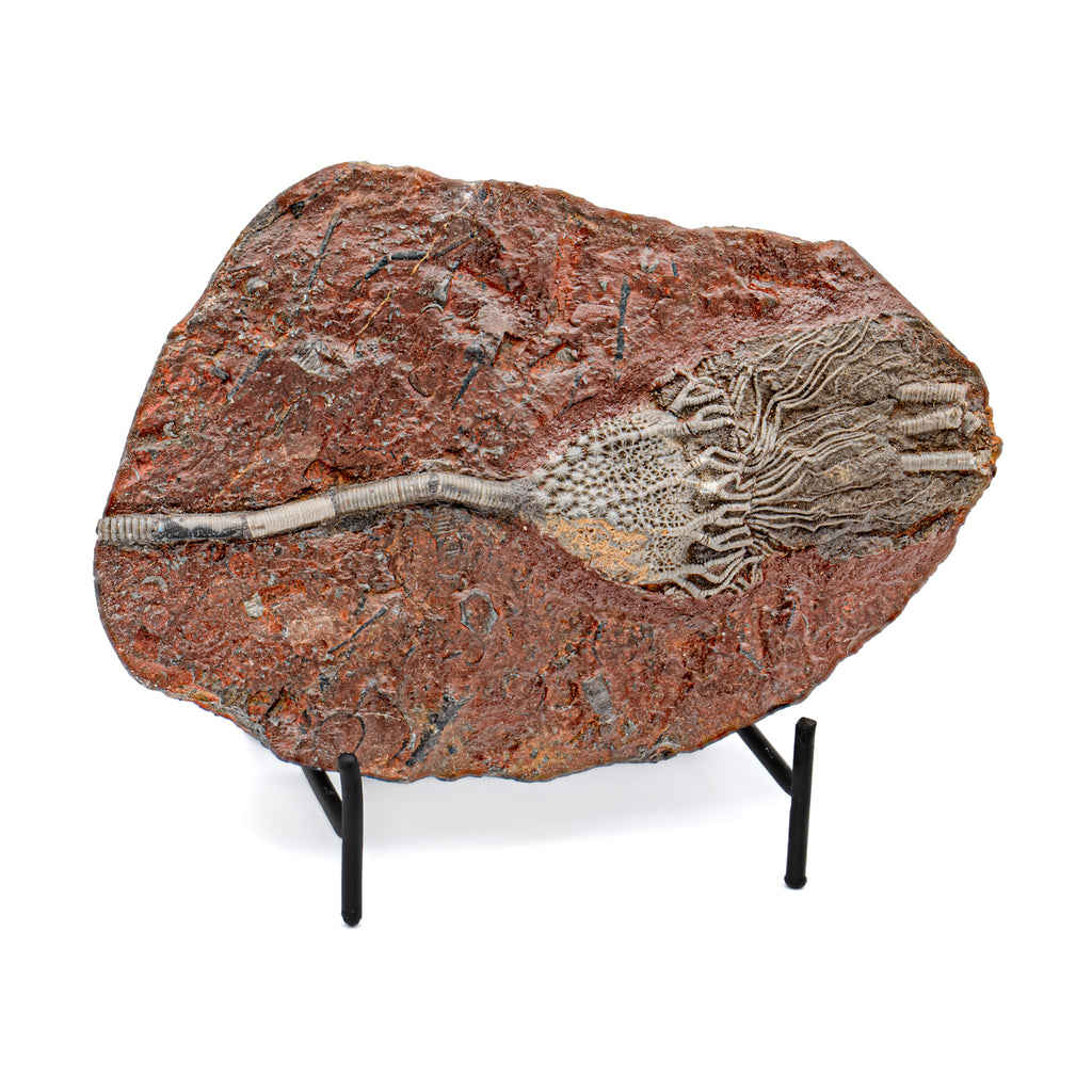 Crinoid Fossil Plate - SOLD 8.31"