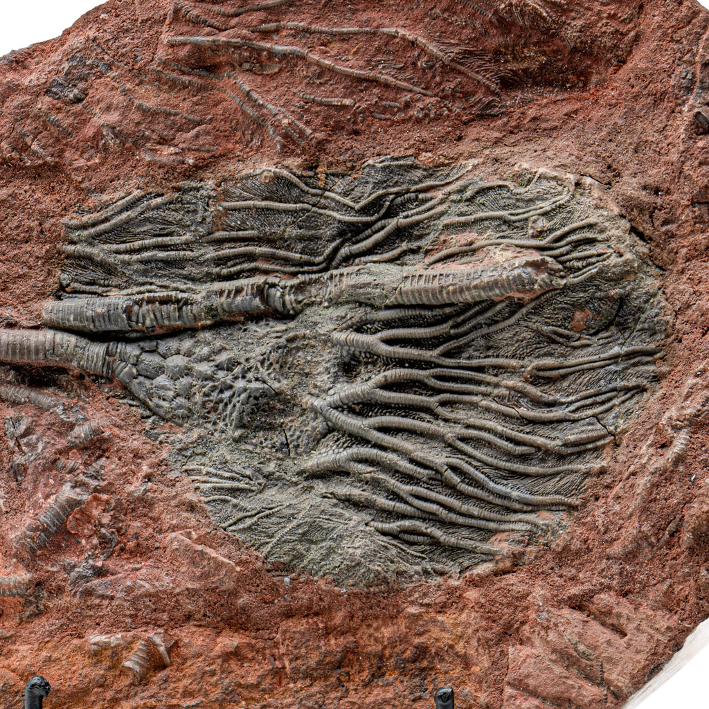 Crinoid