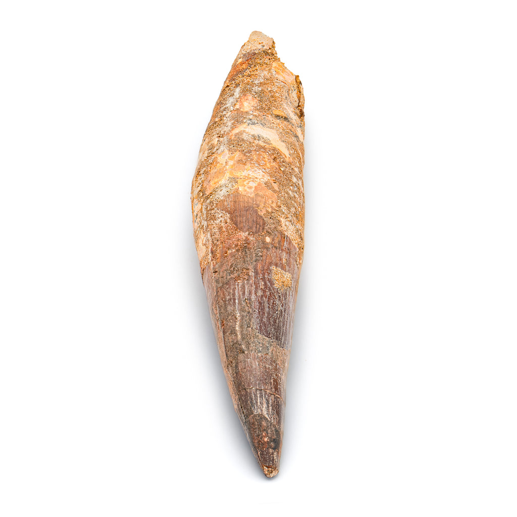 Spinosaurus Tooth - SOLD Beyond XL 8.38"