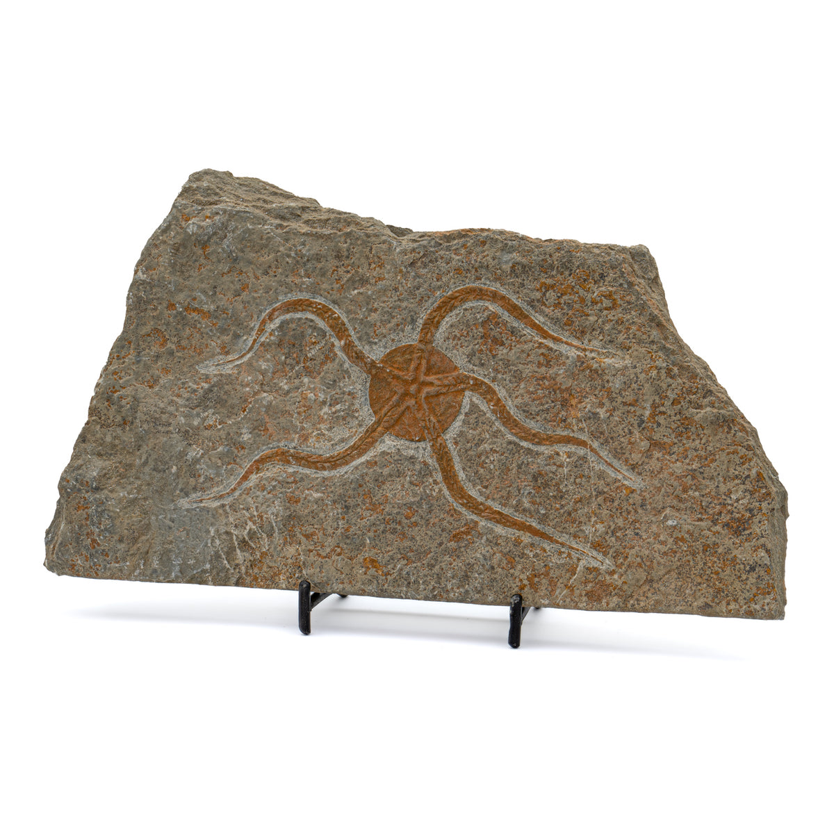 Fossil Brittle Star - 8.56" Ophiurida