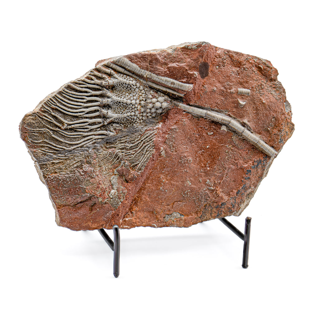 Crinoid Fossil Plate - SOLD 8.82"
