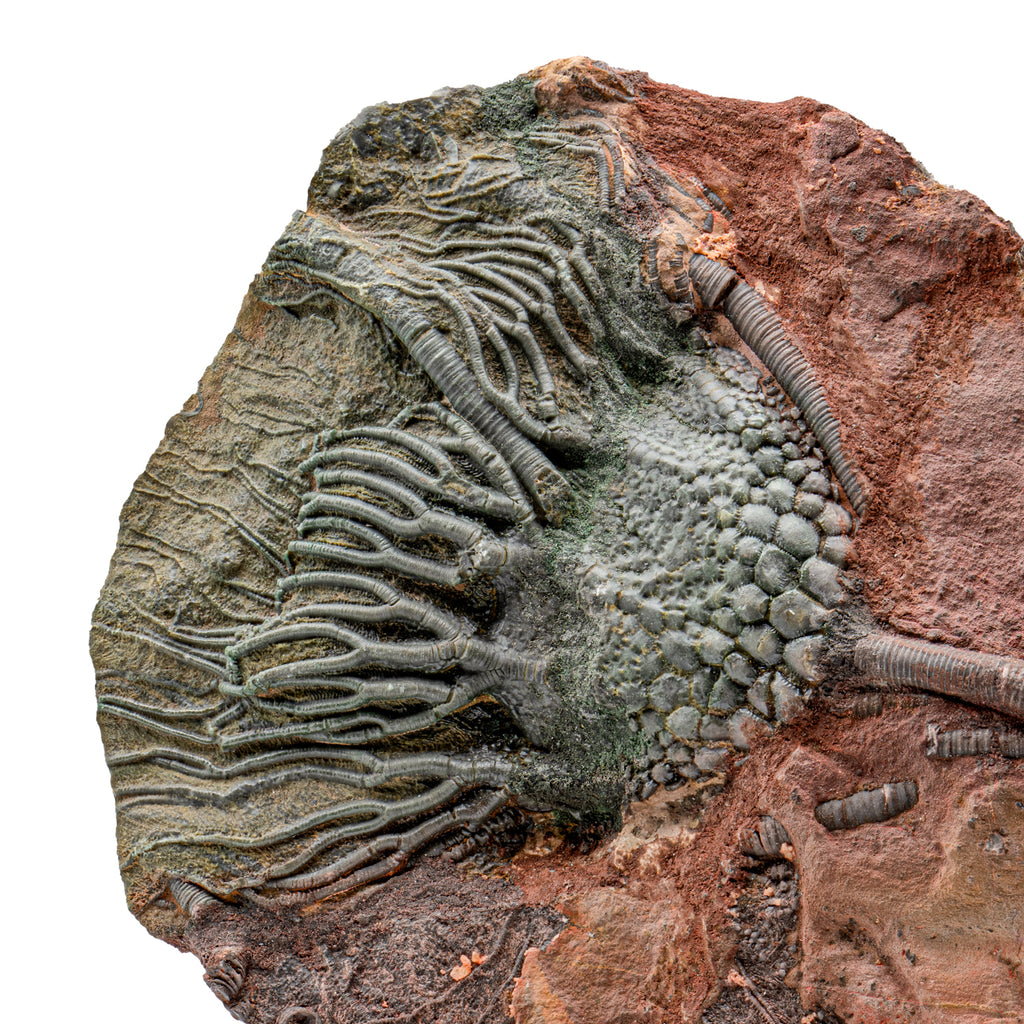 Crinoid