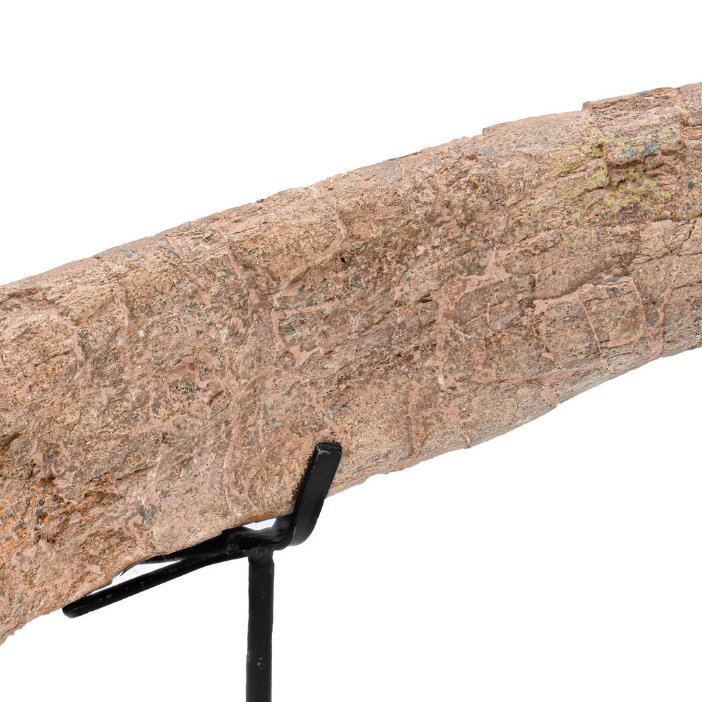 Dromaeosaur Raptor Fossil Rib - SOLD 9.30"