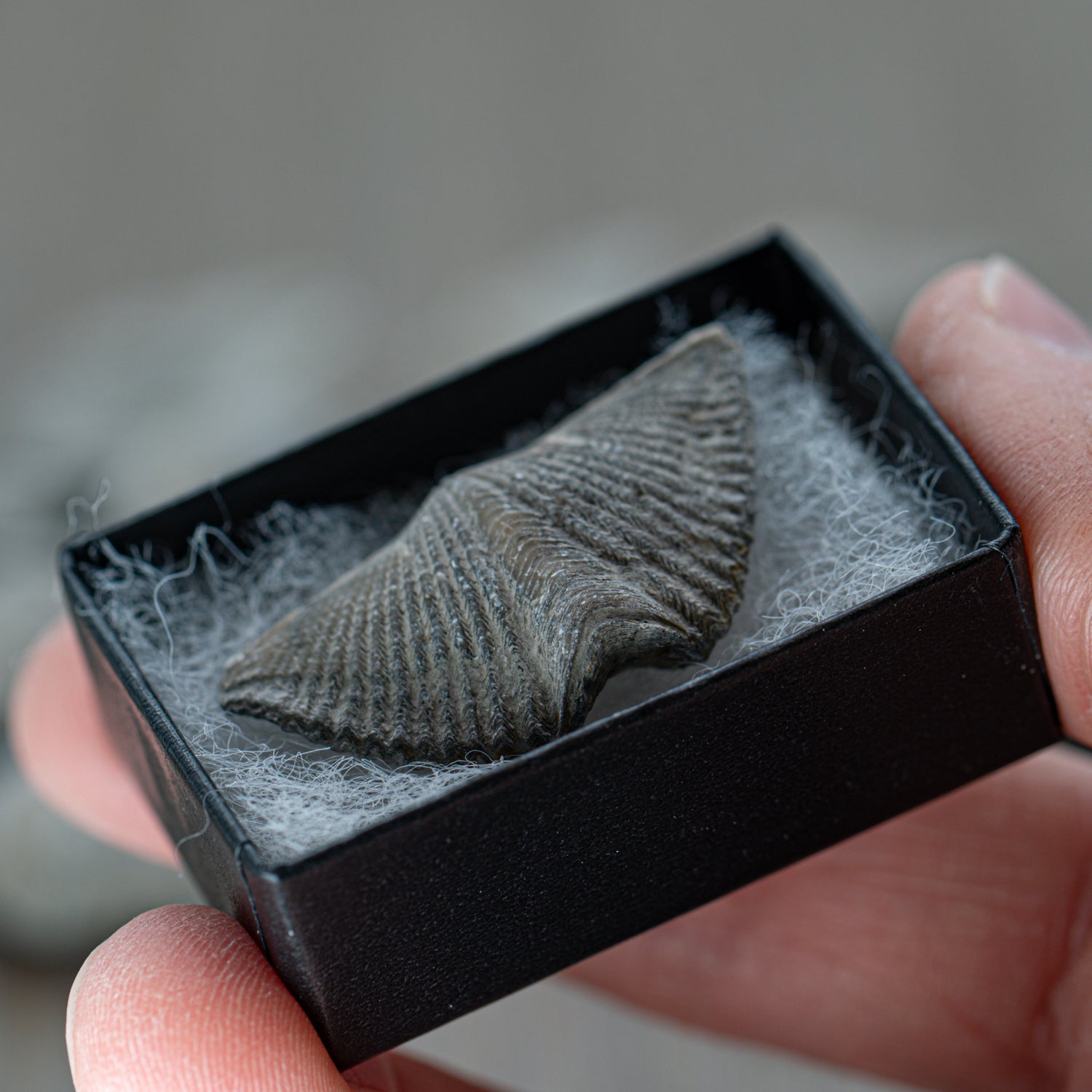 Brachiopod - Pocket Fossil