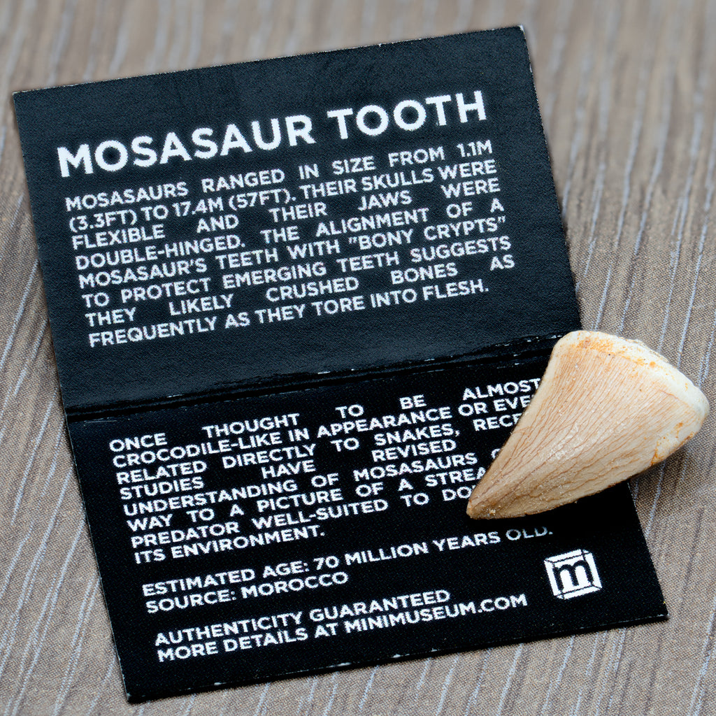 Mighty Mosasaur Pocket Fossil