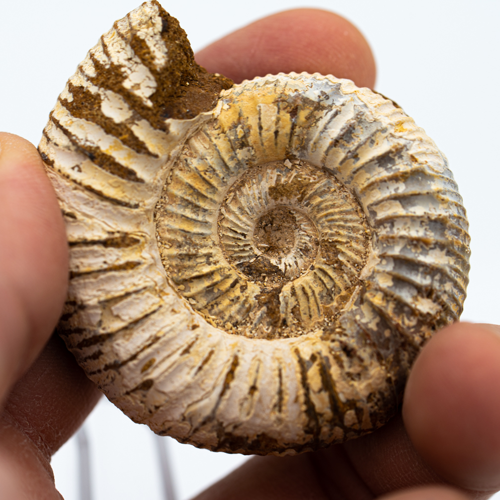 Buy ammonite fossil sale