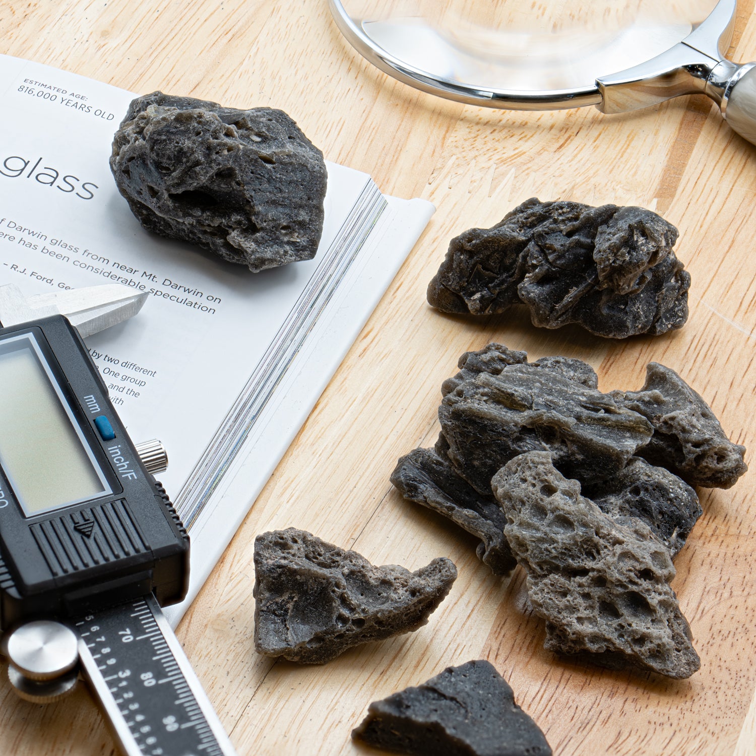 Darwin Glass Collectible Specimen - Mini Museum