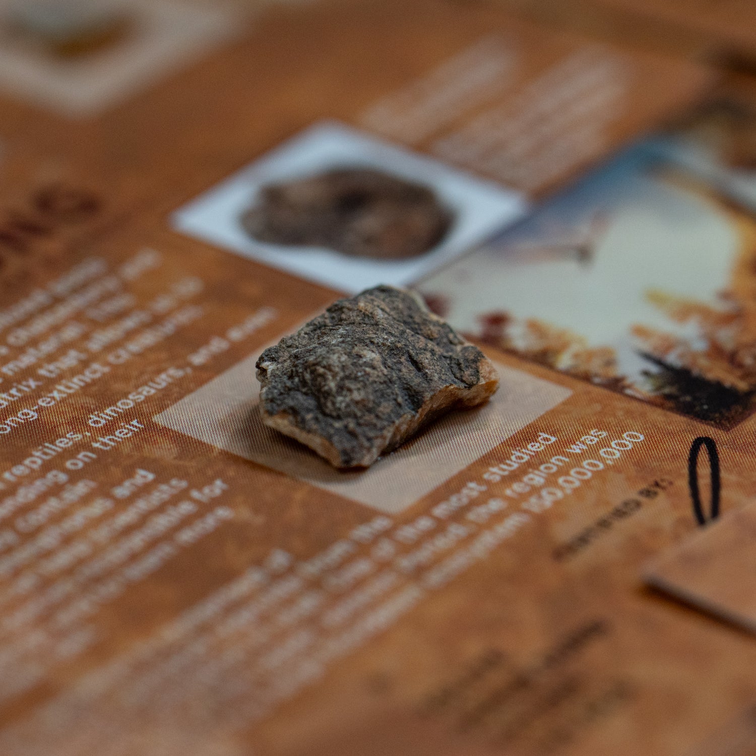 Dinosaur Dung - Card Display