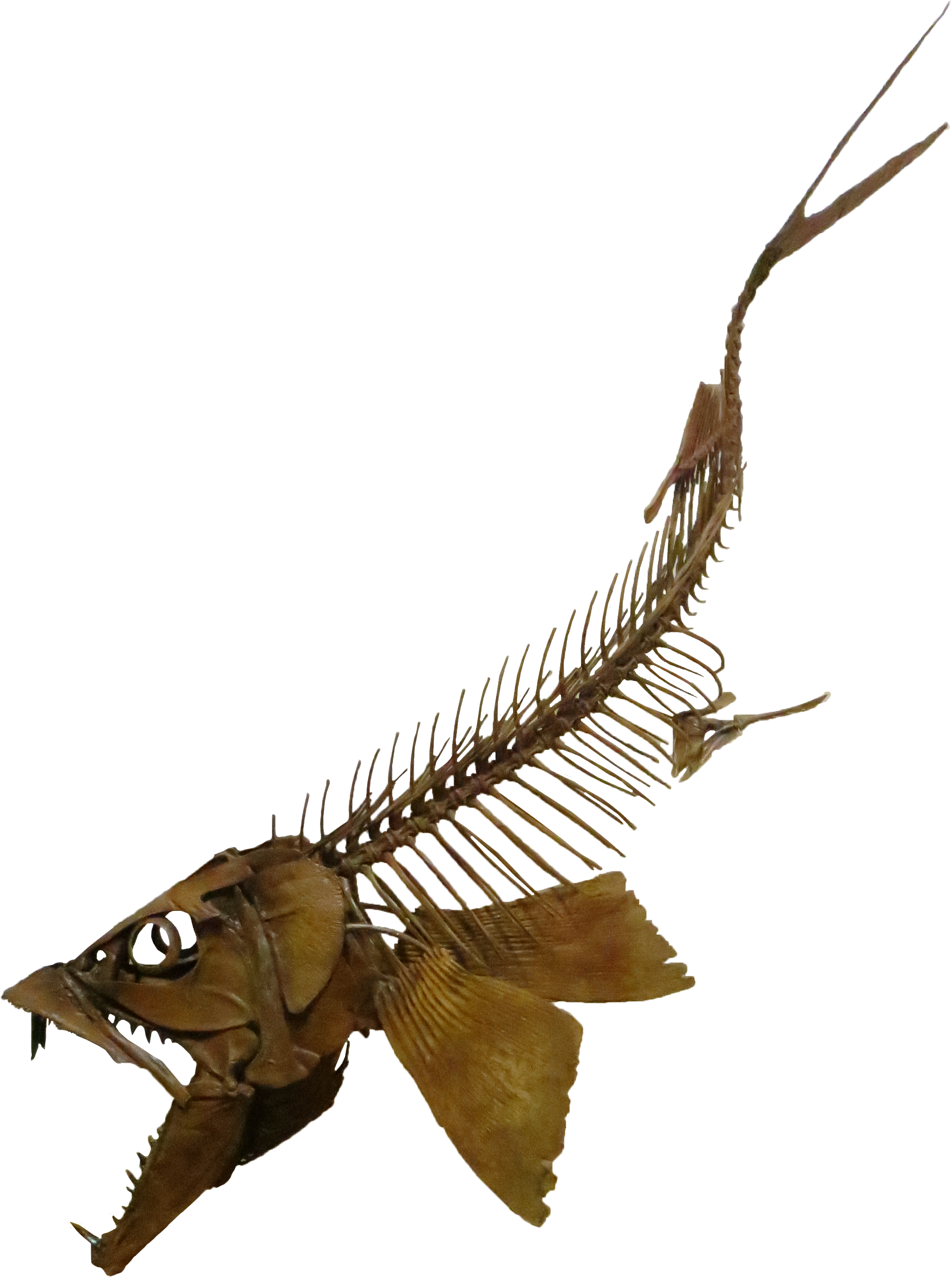 Enchodus Fang Fossil Fish Collectible Specimen, Includes Display