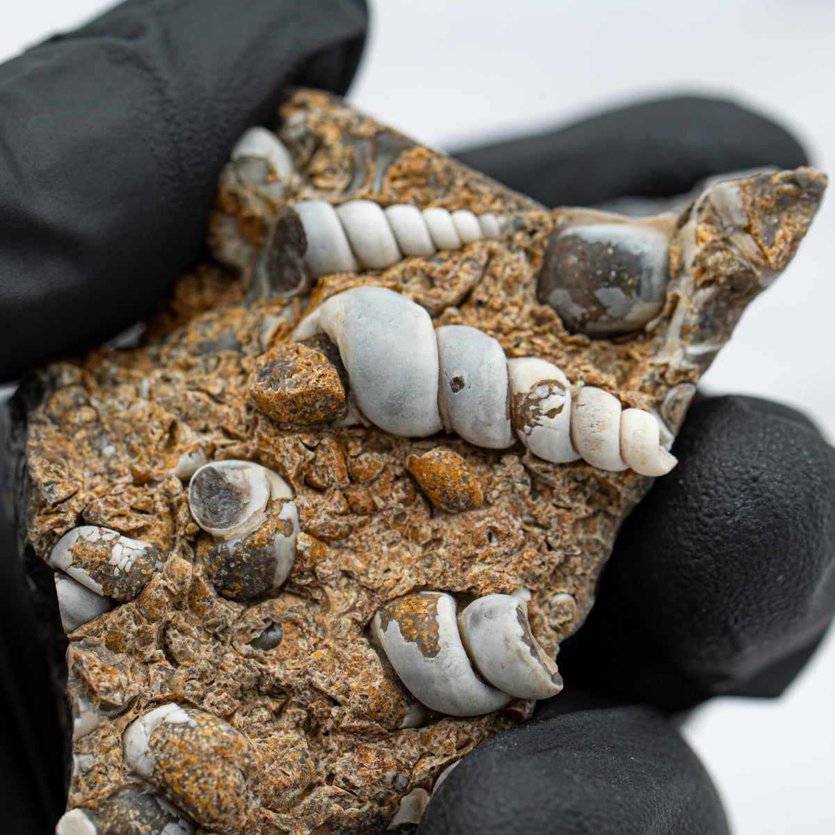 Fossil Snail Clusters