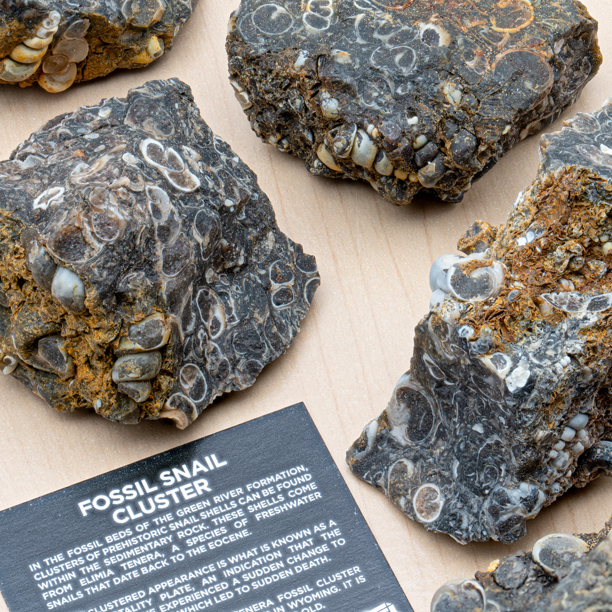 FOSSIL - FOSSIL ナチュラル151 A NEST OF THREE FOSSIL DINOSAUR EGGS, FRANCE | Christie's
