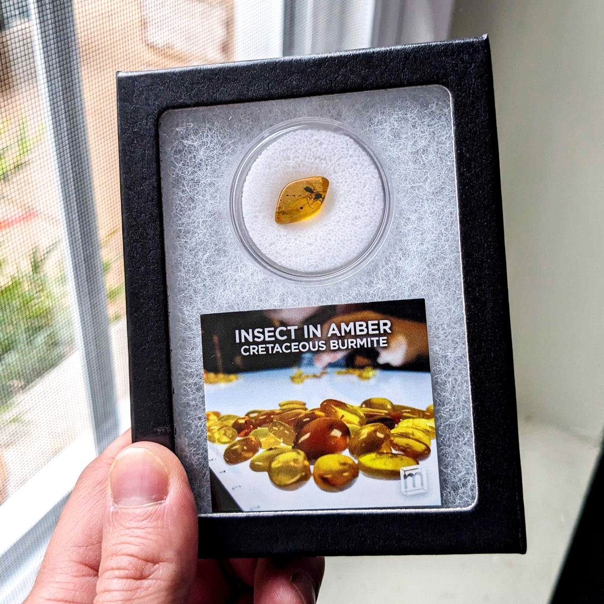 Insect in Amber Cretaceous Burmite Collectible Specimen - Mini Museum