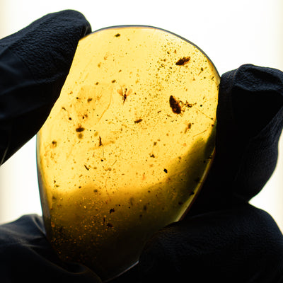 Insect in Amber - Cretaceous Burmite