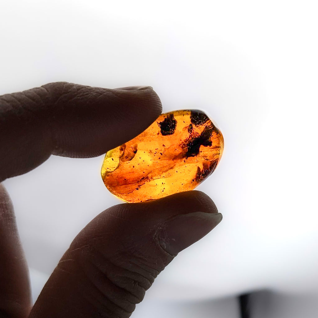 Baltic Amber Collectible Specimen, Includes Display Case - Mini Museum