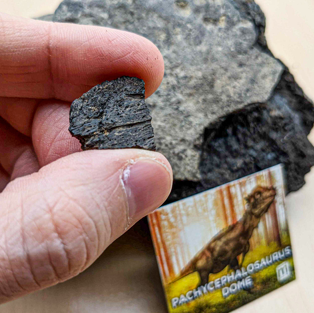 Pachycephalosaurus Keychain Dinosaur Keychain Fossil 
