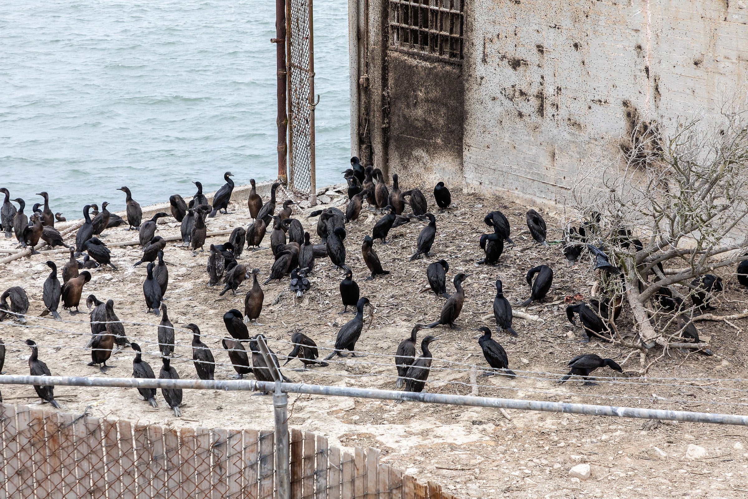 Alcatraz: The History of the Rock - Alcatraz Occupation
