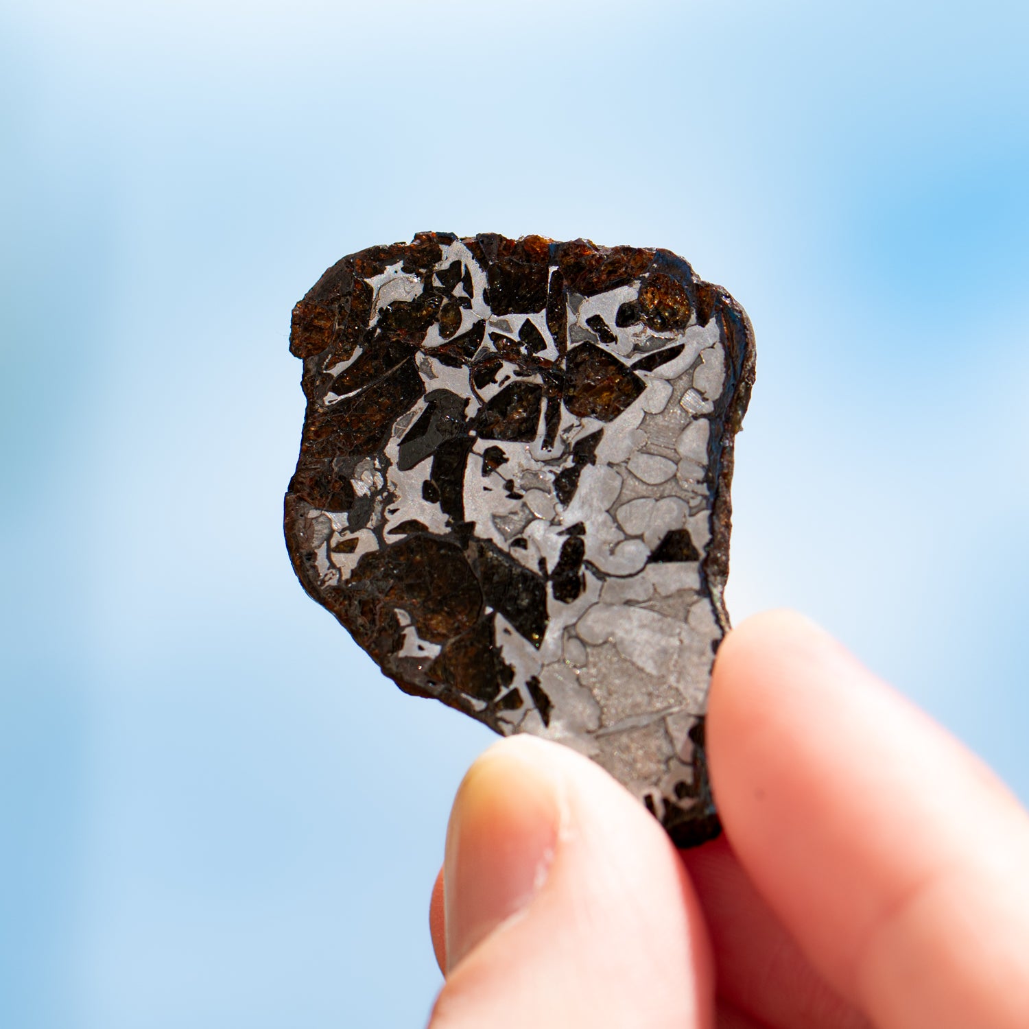 オステオパシックメディスン オステオパシック メディスン | SHOP of THE SCIENCE NEWS