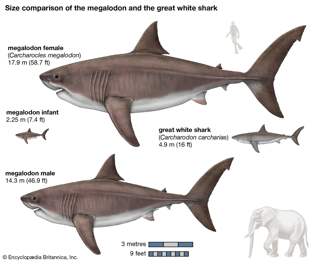 Megalodon the Largest Shark in Earth's History - Extinct or Cryptid?